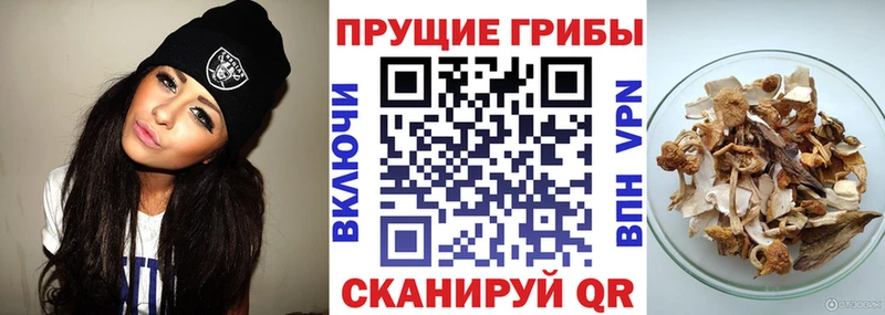 KRAKEN ONION  Кольчугино  Галлюциногенные грибы Psilocybine cubensis 